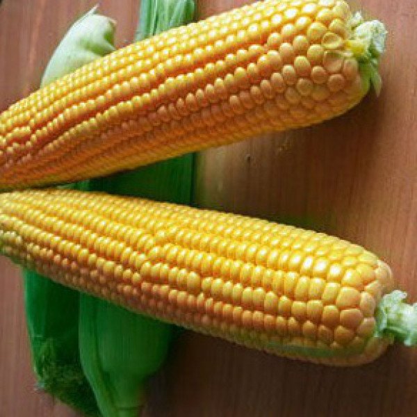 Насіння кукурудзи цукрової Оверленд F1 /100.000 насінин/ *Syngenta*