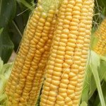 Кукуруза сахарная Шайнрок F1 /100.000 семян/ *Syngenta*