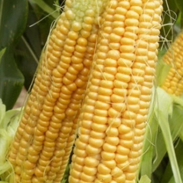 Семена кукурузы сахарной Шайнрок F1 /100.000 семян/ *Syngenta*