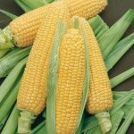 Кукурудза цукрова GSS 8529 F1 /100.000 насінин/ *Syngenta*