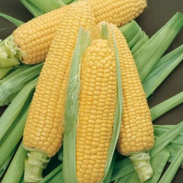 Насіння кукурудзи цукрової GSS 8529 F1 /100.000 насінин/ *Syngenta*