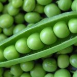 Горох Скинадо /100.000 семян/ *Syngenta*