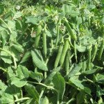 Горох Сомервуд /100.000 насінин/ *Syngenta*