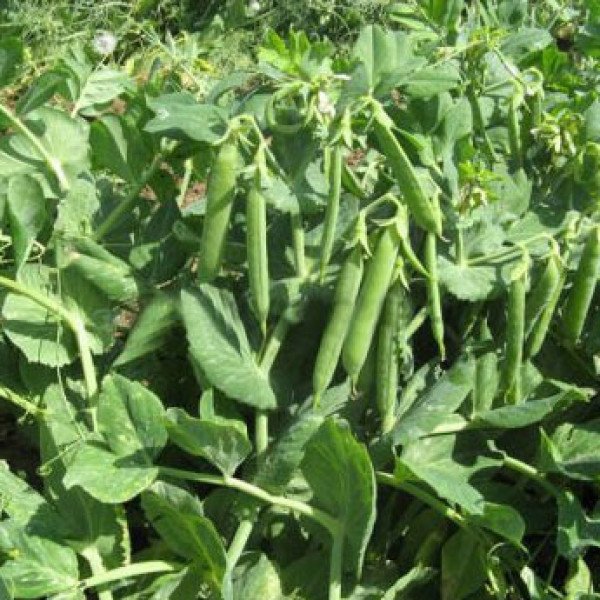 Семена гороха Сомервуд /100.000 семян/ *Syngenta*