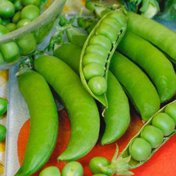 Семена гороха Грунди /100.000 семян/ *Syngenta*