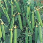 Горох Бінго /100.000 насінин/ *Syngenta*