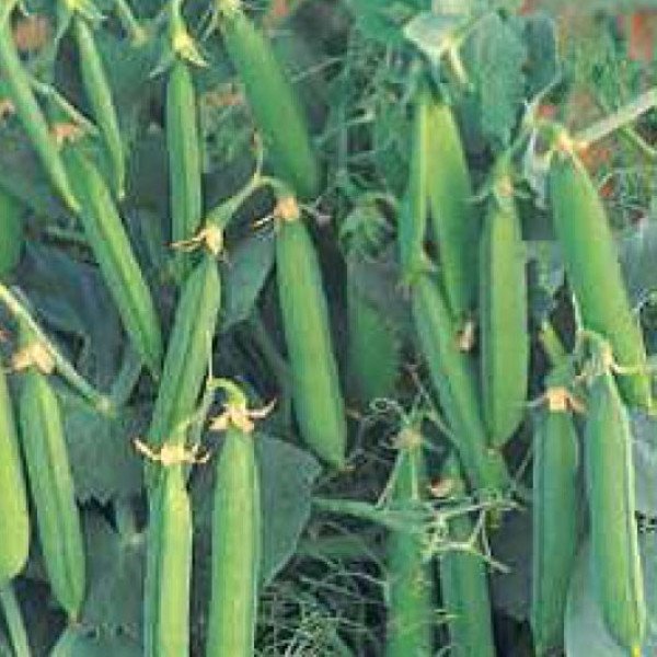 Насіння гороху Бінго /100.000 насінин/ *Syngenta*