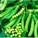 Горох Джоф /100.000 насінин/ *Syngenta*