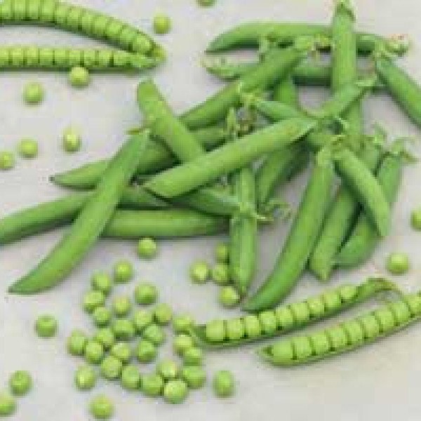 Насіння гороху Муціо /100.000 насінин/ *Syngenta*