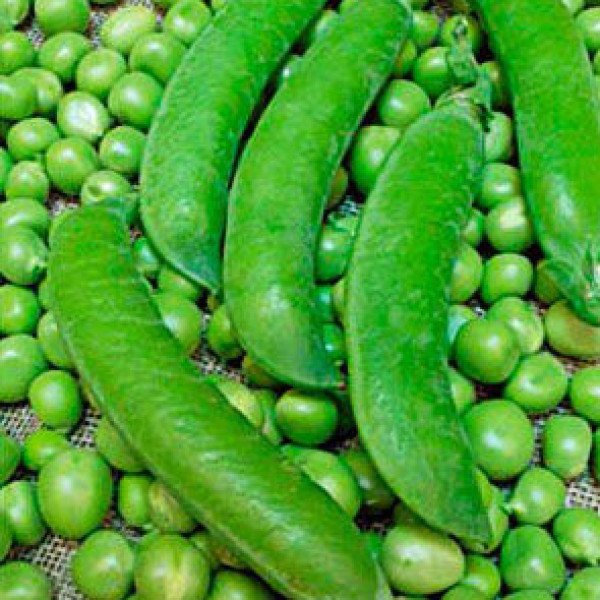 Семена гороха Ламбадо /100.000 семян/ *Syngenta*