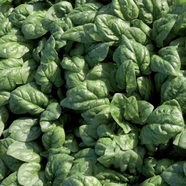 Насіння шпинату Ель Форте /100.000 насінин/ *Syngenta*