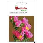 Кермек Американ Бьюті /0,1 г/ *Садиба*