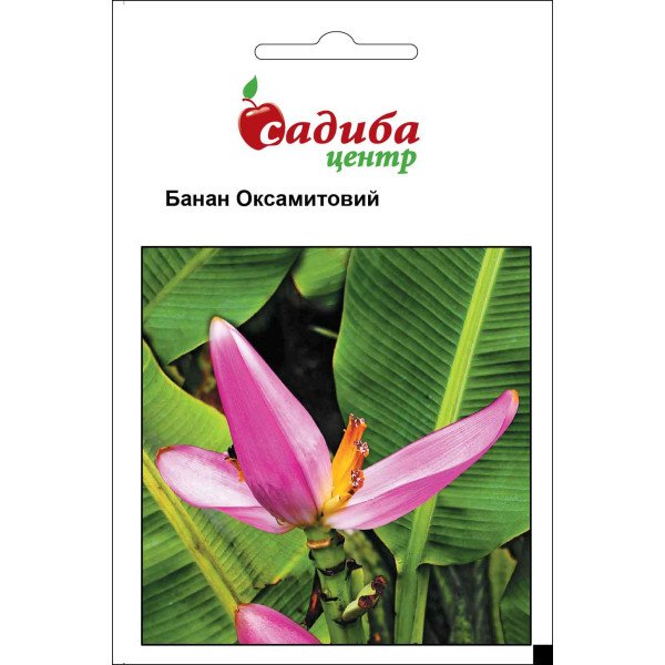 Семена банана бархатный /3 шт/ *Садыба*