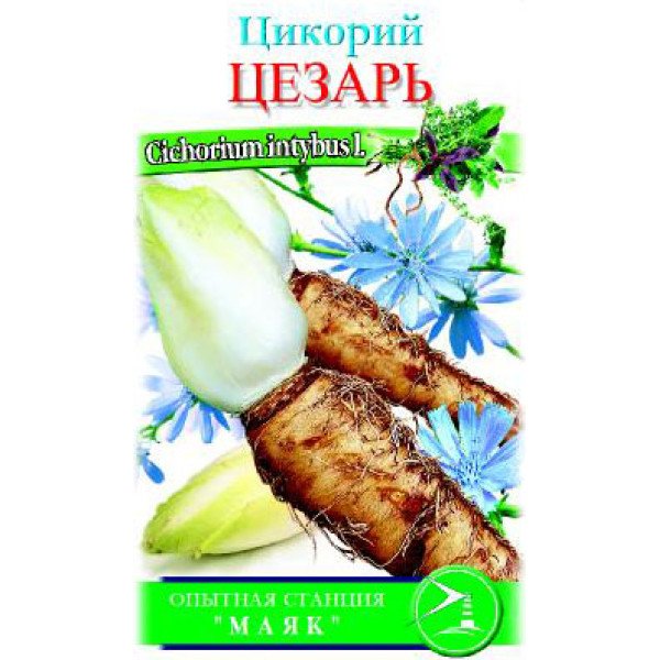 Семена цикория Цезарь /0,7 г/ *Солнечный Март*