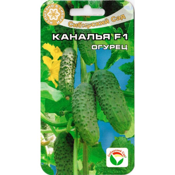 Семена огурца Каналья F1 /7 семян/ *СибСад*