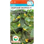 Огурец Сибирский экспресс F1 /7 семян/ *СибСад*