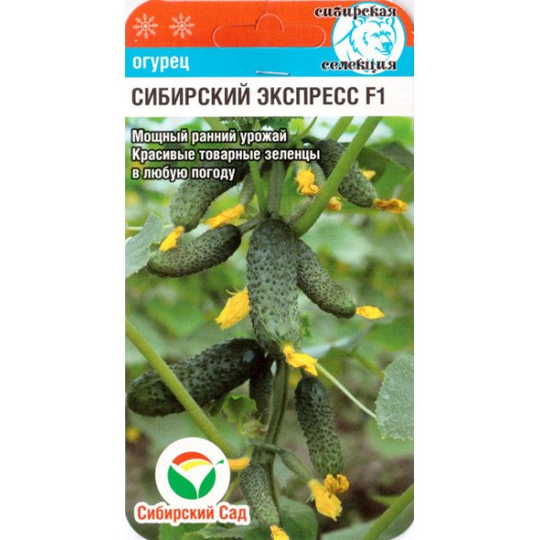 Семена огурца Сибирский экспресс F1 /7 семян/ *СибСад*