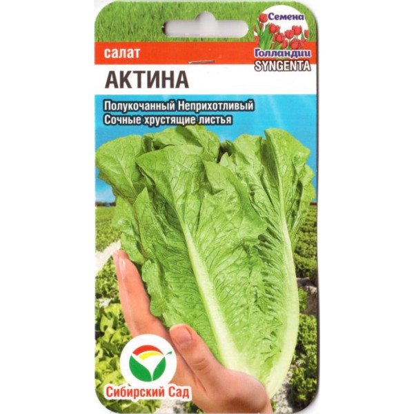 Семена салата Актина /10 семян/ *СибСад*