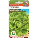 Салат Типикал /10 семян/ *СибСад*