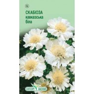 Скабиоза кавказская белая /10 семян/ *ЭлитСорт*