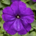 Петунія Мамбо F1 фіолетова (violet) /50 насінин/ *Hem Genetics*
