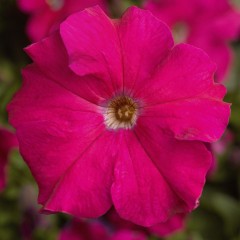 Петунія Тритунія F1 рожева (rose) /50 насінин/ *Syngenta*