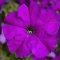Петуния Тритуния F1 фиолетовая (violet) /50 семян/ *Syngenta*