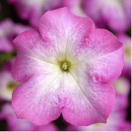 Петуния Тритуния F1 розовое утро (pink morn) /50 семян/ *Syngenta*