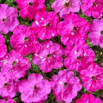 Петуния Дот Стар F1 темно-розовая (deep pink) /50 семян/ *Cerny*