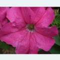 Петунія Лімбо F1 рожева (rose) /100 насінин/ *Hem Genetics*