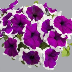 Петуния Лимбо F1 фиолетовое пикоте (violet picote) /50 семян/ *Hem Genetics*