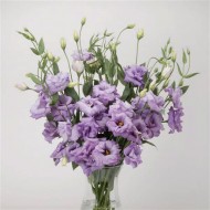 Эустома ABC F1 лавандовая (lavender) /50 семян/ *Pan American*