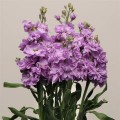 Маттиола Кетс лавандовая (lavender blue) /50 семян/ *Pan American*