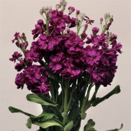 Маттиола Кетс пурпурная (purple) /50 семян/ *Pan American*
