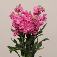Маттиола Кетс розовая (rose bright) /50 семян/ *Pan American*