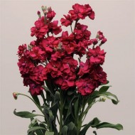 Маттиола Кетс рубиновая (ruby) /50 семян/ *Pan American*