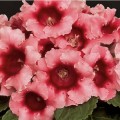 Глоксиния Аванти F1 персиково-розовая /20 семян/ *Sakata*