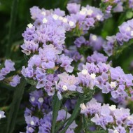 Кермек QIS лавандовый (lavender) /50 семян/ *Pan American*