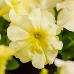 Петуния Мамбо F1 лимонно-желтая (yellow lime) /50 семян/ *Hem Genetics*