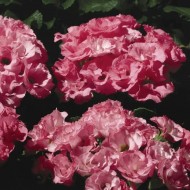 Примула Примлет F1 малиновая (pink shade) /10 семян/ *Pan American*