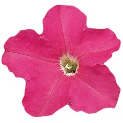 Петунія Фалкон F1 рожевий (rose) /50 насінин/ *Sakata*