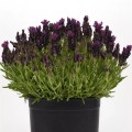 Лаванда Бандера темно-пурпурная (deep purple) /10 семян/ *Pan American*