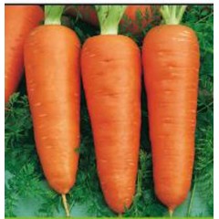 Морковь Кампино /0,5 кг/ *Satimex*