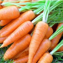Морква Карлена /0,5 кг/ *Satimex*