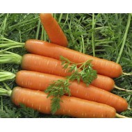 Морковь Красный Великан /0,5 кг/ *Satimex*