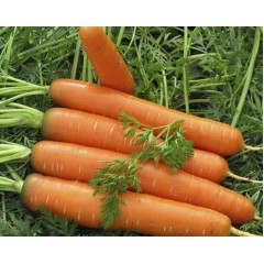 Морква Червоний Велетень /0,5 кг/ *Satimex*