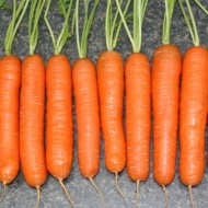 Морковь Натофи /0,5 кг/ *Satimex*