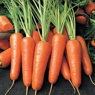 Морковь Роял Шантанэ /0,5 кг/ *Rem seeds*