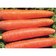 Морковь Памела /0,5 кг/ *Satimex*
