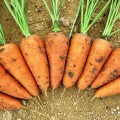 Морковь Шантанэ /0,5 кг/ *Rem seeds*